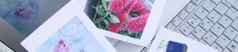 �v�`�̌��u��